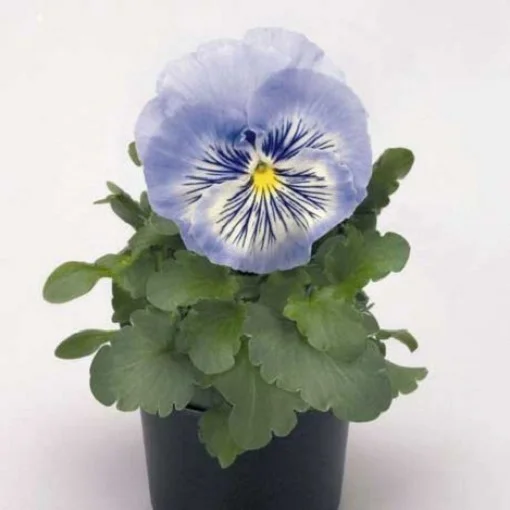 Виола виттрока Кетс F1 100 семян голубая, Benary flowers