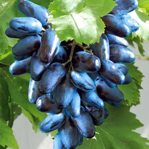 Саженцы винограда Оригинал черный