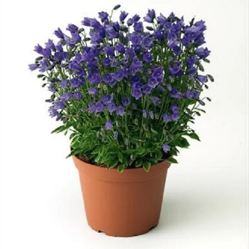Колокольчик Свингинг Беллс 1000 семян спиральнолистный синий, Syngenta Flowers