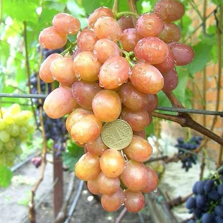 Саженцы винограда Хамелеон