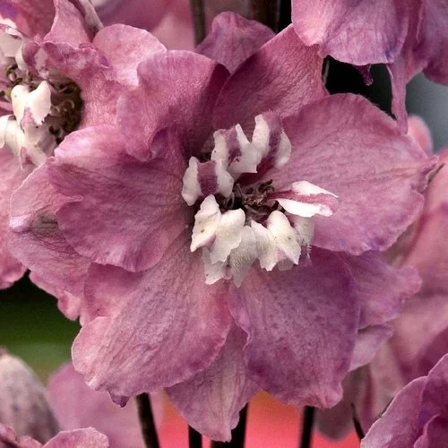Дельфиниум высокий Экскалибур 100 семян лилово-розовый, Syngenta Flowers