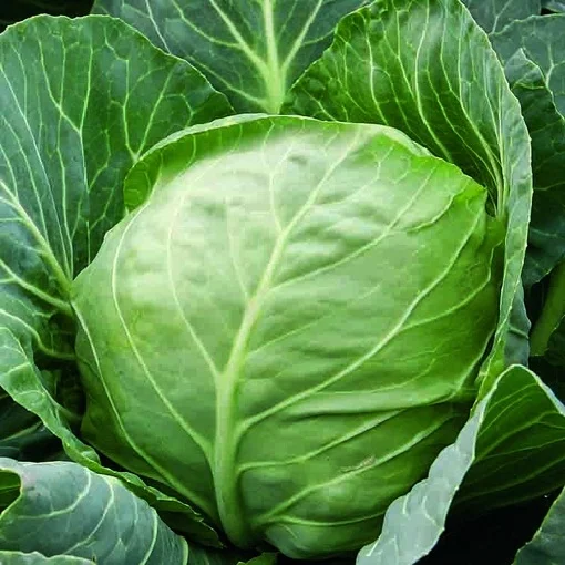 Капуста Этма F1 1000 семян белокочанная ультраранняя, Rijk Zvaan