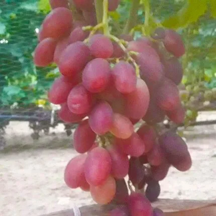 Саженцы винограда Синди