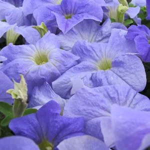 Петуния Браво F1 1000 дражированных семян голубая, Syngenta Flowers