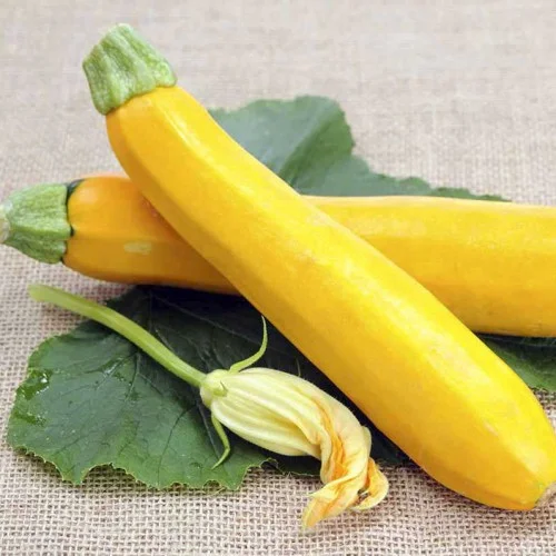 Кабачок Мері Голд F1 250 г кущовий ультраранній, Dorsing Seeds