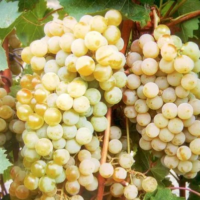 Саженцы винограда Цитронный Магарача