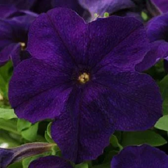 Петуния Ультра F1 1000 дражированных семян фиолетовая, Syngenta Flowers