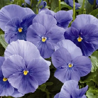 Виола виттрока Карма F1 100 семян синяя, Syngenta Flowers