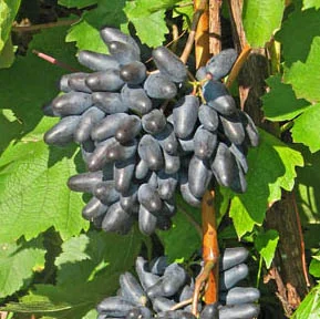 Саженцы винограда Одесский сувенир
