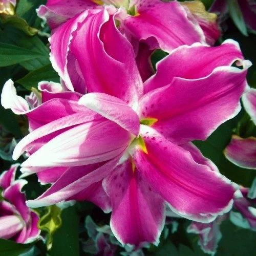 Лілія Lilac Cloud орієнтальна махрова, De Ree
