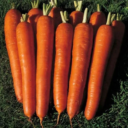 Морковь Красная боярыня 500 г длинная, Satimex - Фото 2
