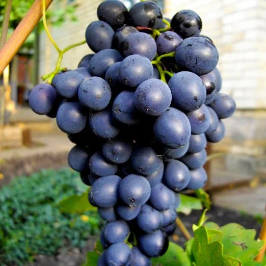 Саджанці винограду Осінній королівський кишміш