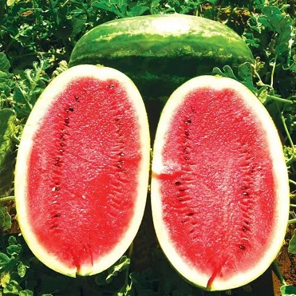 Арбуз Нельсон F1 10 семян ранний, Tezier - Фото 2