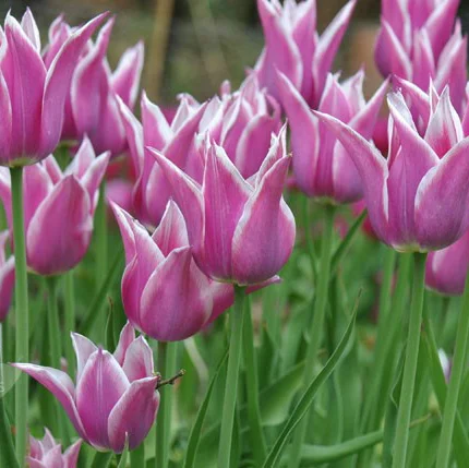 Тюльпан Ballade 3 шт лилиевидный , De Ree (10430) - Фото 2