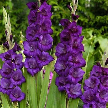 Гладиолус Purple Flora 3 шт крупноцветковый, De Ree