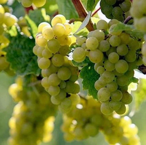 Саженцы винограда Рислинг Устойчивый 
