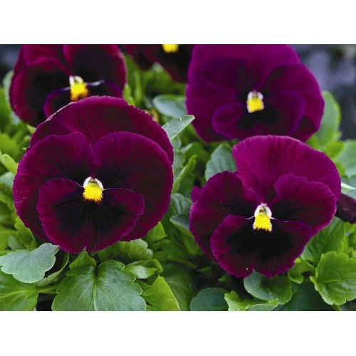 Виола виттрока Маммут F1 100 семян пурпурная, Syngenta Flowers - Фото 2