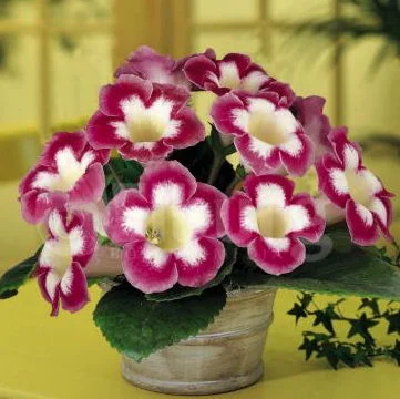 Глоксінія Blanche de Meru, De Ree - Фото 3