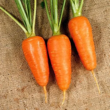 Морковь Ред Кор 500 г ранняя, Lark Seeds - Фото 3