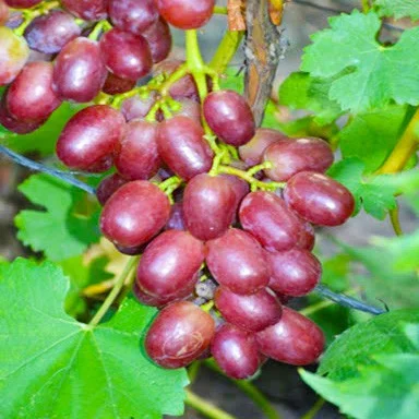 Саженец винограда Ливи ультра