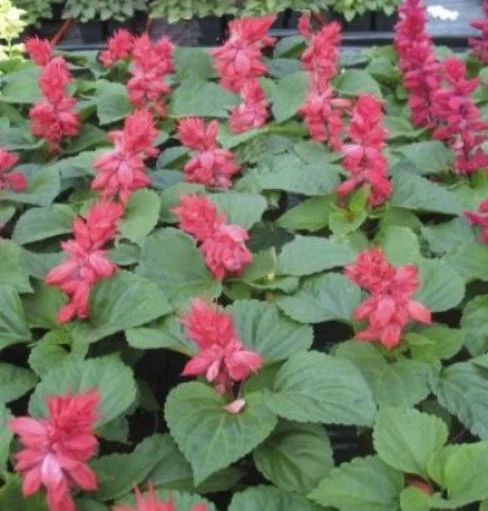 Сальвія блискуча Аморе 100 насінин рожева, Hem Genetics - Фото 2