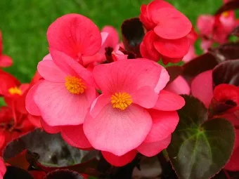 Бегония каскадная Дрегон Винг F1 5 дражированных семян розовая, Pan American flowers - Фото 3