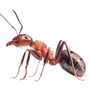 Изображение Средства от муравьев