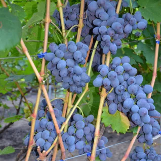 Саженцы винограда Бруно