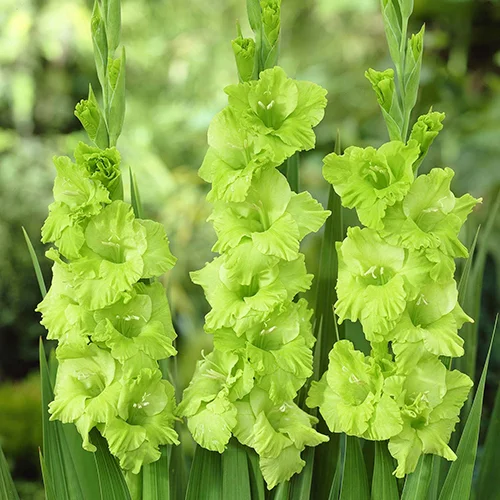 Гладіолус Green Star 3 шткрупноквітковий, De Ree