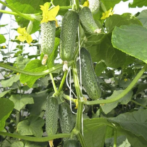 Огірок Кібрія F1 250 насінин партенокарпічний ранній, Rijk Zvaan - Фото 2