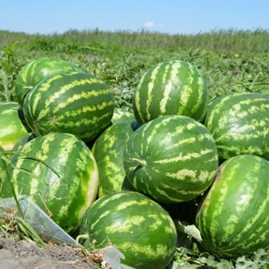 Кавун Галактика 500 г середньоранній, ТМ Вітас - Фото 3