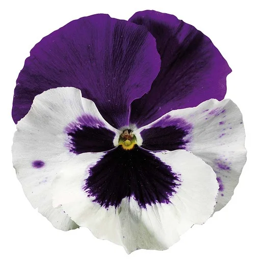 Виола виттрока Колоссус F1 100 семян белая с пурпурным глазком, Syngenta Flowers