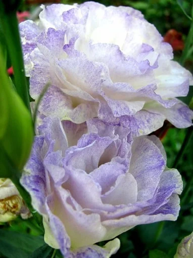 Эустома АВС F1 100 семян крупноцветковая махровая блу блаш, Pan American flowers