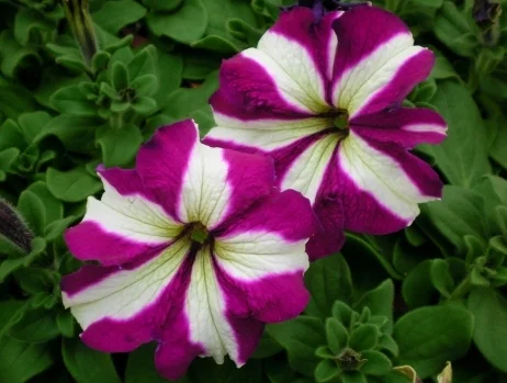 Петуния Браво F1 1000 дражированных семян бело-фиолетовая, Syngenta Flowers