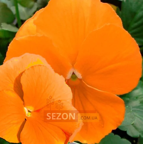 Виола виттрока Оранжевое чудо 20 семян, Hem Genetics - Фото 2