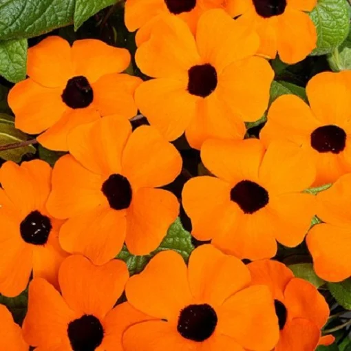 Тунбергия крылатая Сюзанна 100 семян оранжевая с глазком, Pan American flowers