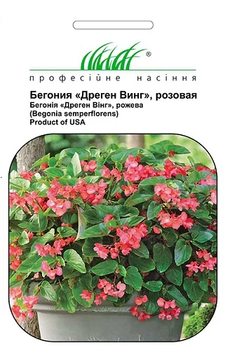 Бегония каскадная Дрегон Винг F1 5 дражированных семян розовая, Pan American flowers
