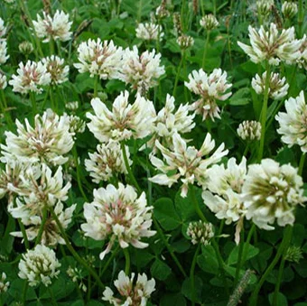 Клевер Ривенделл белый низкорослый на развес, DLF Trifolium