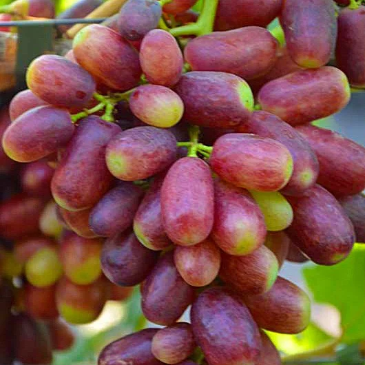 Саженцы винограда Тип Изюминки