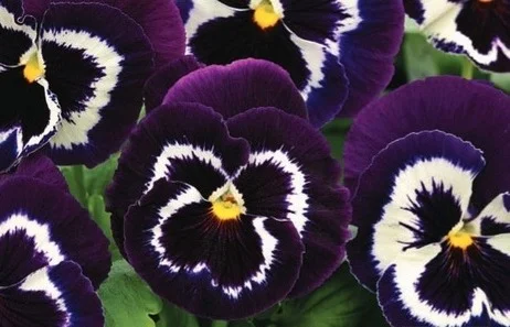 Віола вітроку Маммут F1 100 насінин пурпурний біколор, Syngenta Flowers
