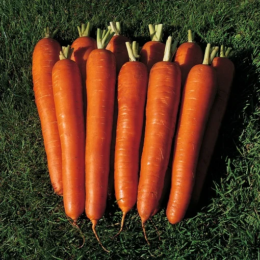 Морковь Бангор F1 25000 семян (1,8-2,0 мм) среднеспелая, Bejo Zaden