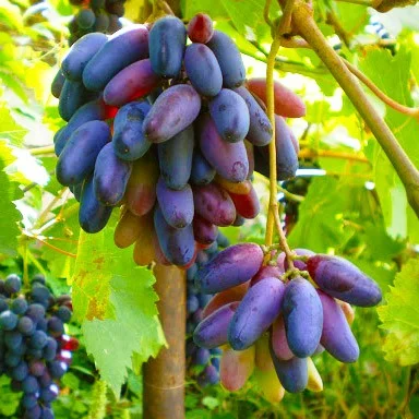Саженцы винограда Аленушка кишмиш