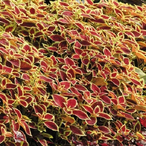 Колеус Блюма Сан Чоколет Коверед 100 насіння крімсон, Pan American flowers - Фото 2