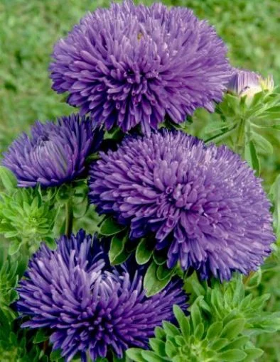 Астра игольчатая Гала 1000 семян синяя, Benary flowers
