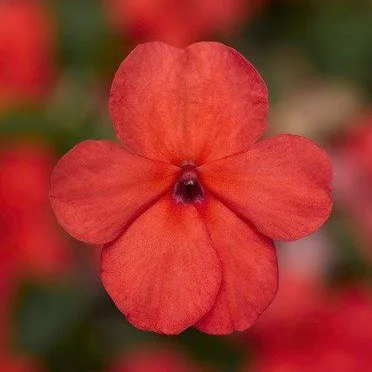 Бальзамин Имара F1 100 семян красный, Syngenta Flowers