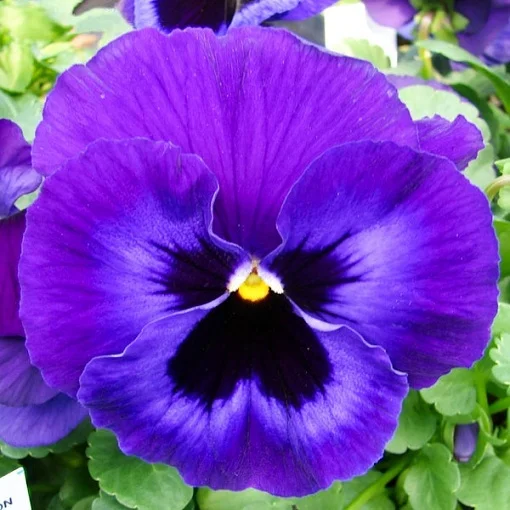 Віола вітроку Колоссус F1 100 насінин неоново-фіолетова, Syngenta Flowers