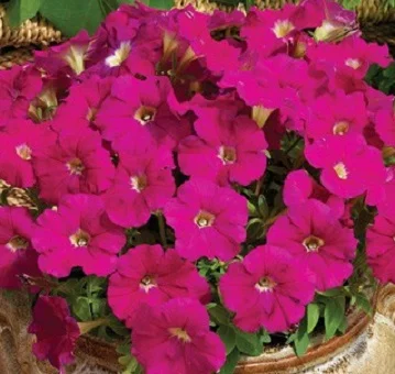 Петуния Аладдин F1 1000 дражированных семян неоново-розовая, Benary flowers
