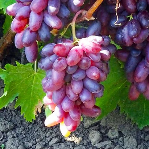 Саженцы винограда Аркас мускат