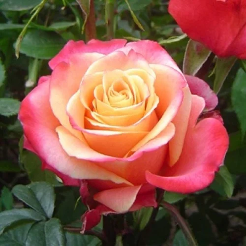 Роза Три-Д чайно-гибридная