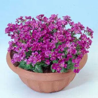 Арабіс кавказький Лотті 100 дражованого насіння рожевий біколор, Pan American flowers